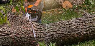 Best Commercial Tree Services  in Keasbey, NJ