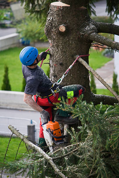 Best Pest Control for Lawns  in Keasbey, NJ