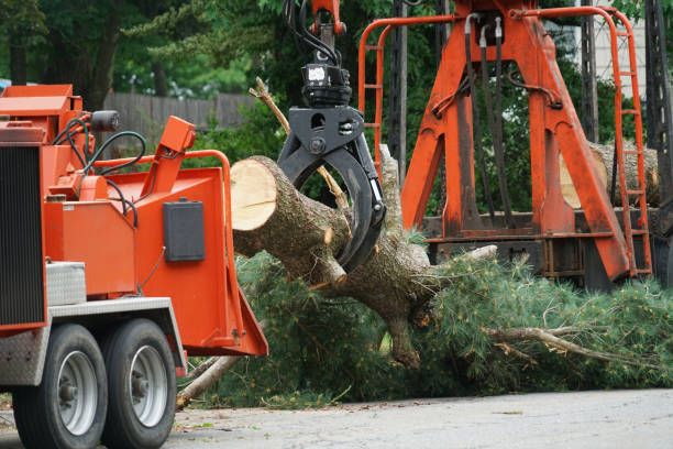 Best Weed Control  in Keasbey, NJ