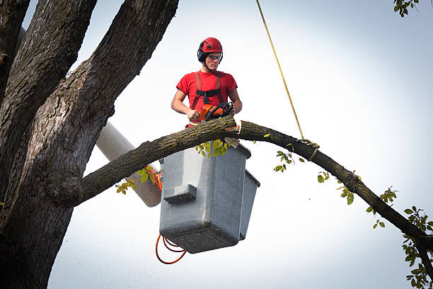 How Our Tree Care Process Works  in  Keasbey, NJ