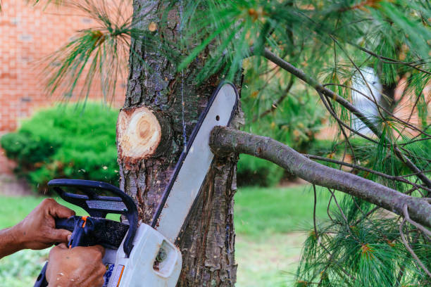 Trusted Keasbey, NJ Tree Removal Experts